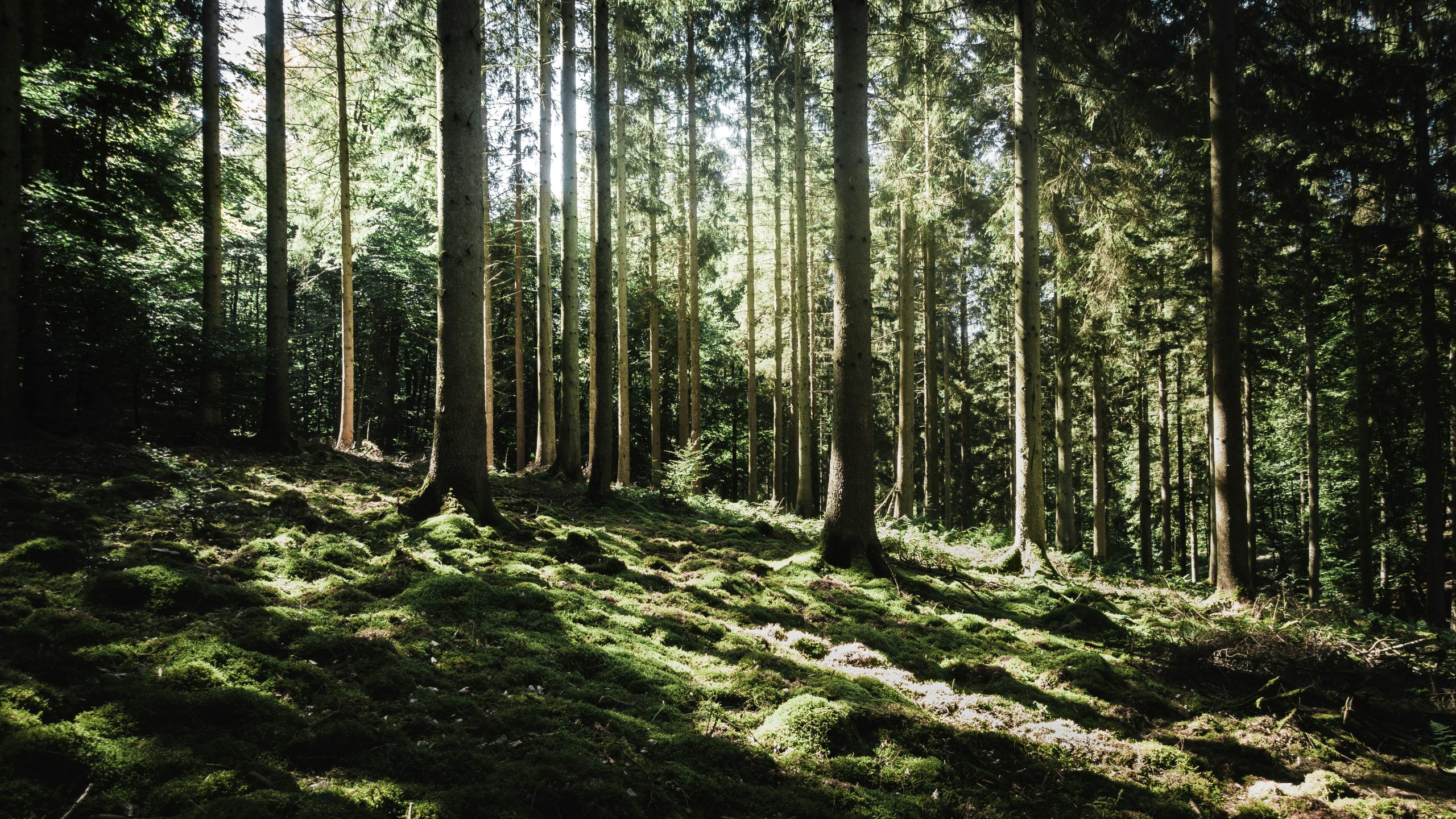 patrimoine forestier